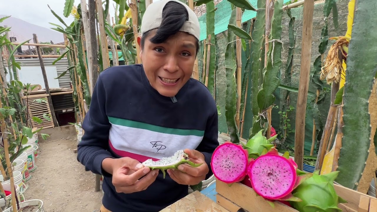 Fruta de PITAHAYA Esmeralda y Townsend Pink en PERÚ