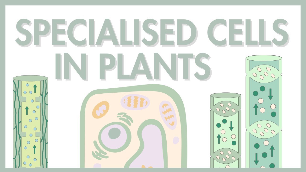 GCSE Biology PLANT Specialisation- Root Hair, Xylem, and Phloem Cells