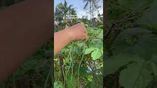 Kegiatan sehari-hari kehidupan di desa #rumahminimalis #slowliving #tumahtepisawah Kegiatan sehari-hari kehidupan di desa #rumahminimalis #slowliving #tumahtepisawah