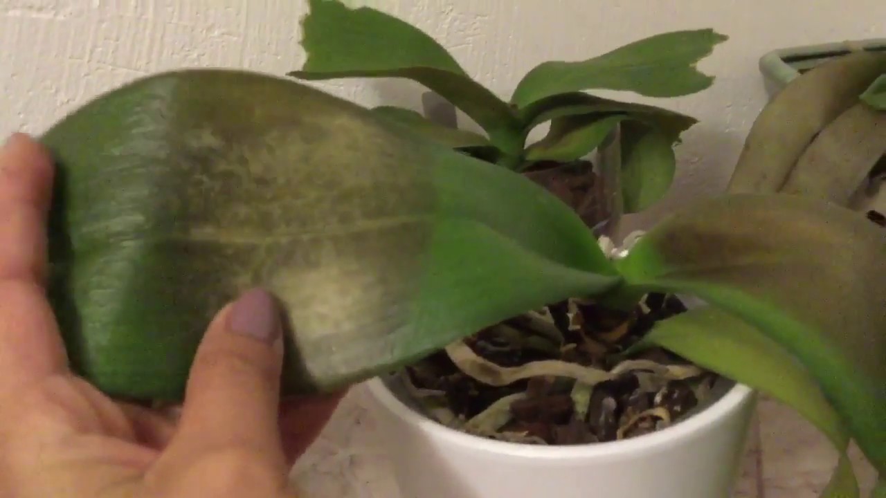 Orquideas con quemaduras por el sol