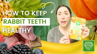 Everything You Need To Know About Keeping Rabbit Teeth Healthy