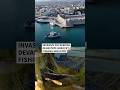 Invasive pufferfish devastate Greece’s fishing industry | AFP