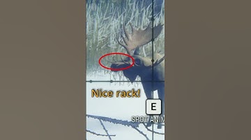 DIAMOND Wonky Rack!🤩😍Moose Dia and Rare Grind on Medved-Taiga theHunter: Call of the Wild#shorts