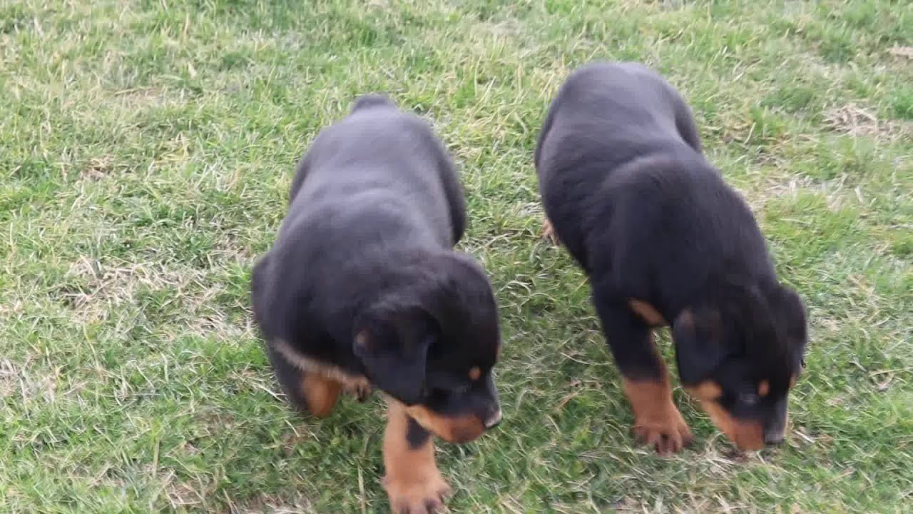 Rottweiler Puppies For Sale - YouTube