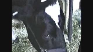 Emily in the news.wmv