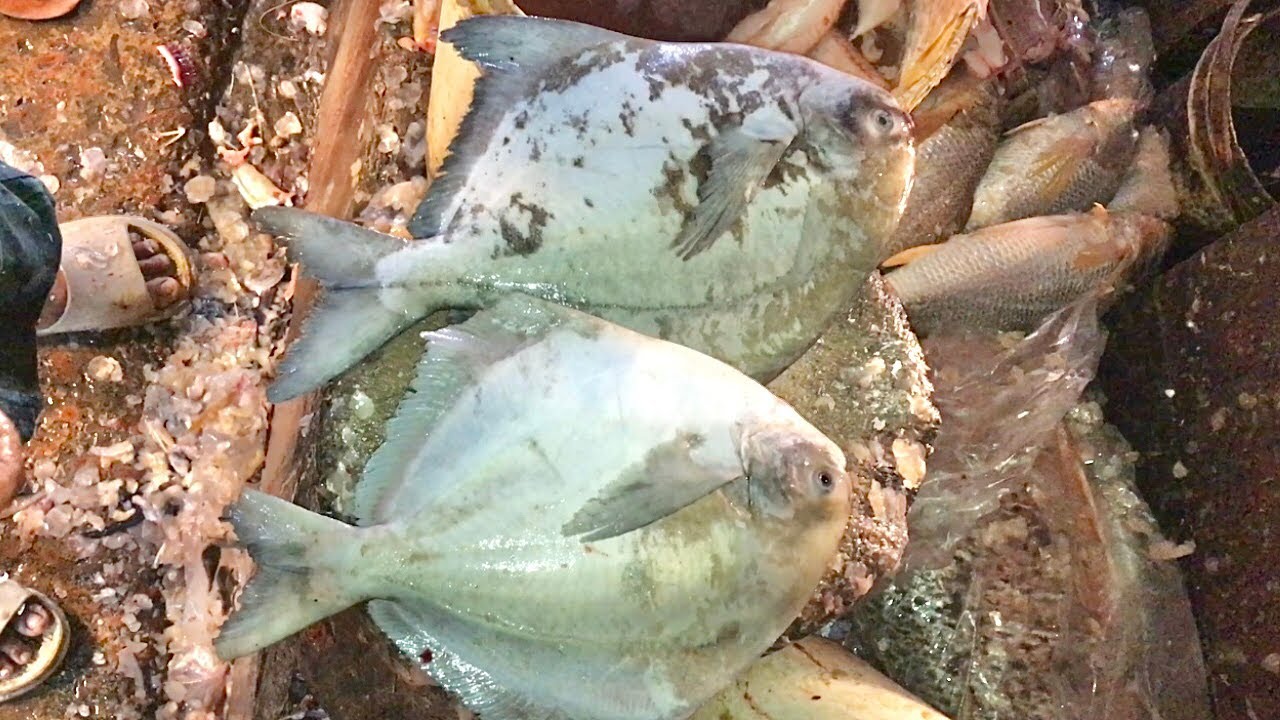 China Rupchanda Fish The Insane Chinese Pomfret Cutting Skills in Fish Market! Rupchanda ...