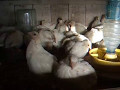 Содержание перепелов - техасцам 21 день