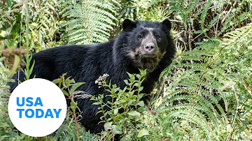 New data sheds light on elusive Andean bear