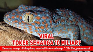 Tokek Seharga 10 Miliar