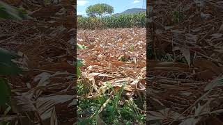 cuaca cerah \u0026 panas di desa Lae Parira