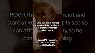         savemydog doglove dogsoftiktok  fyp foryou