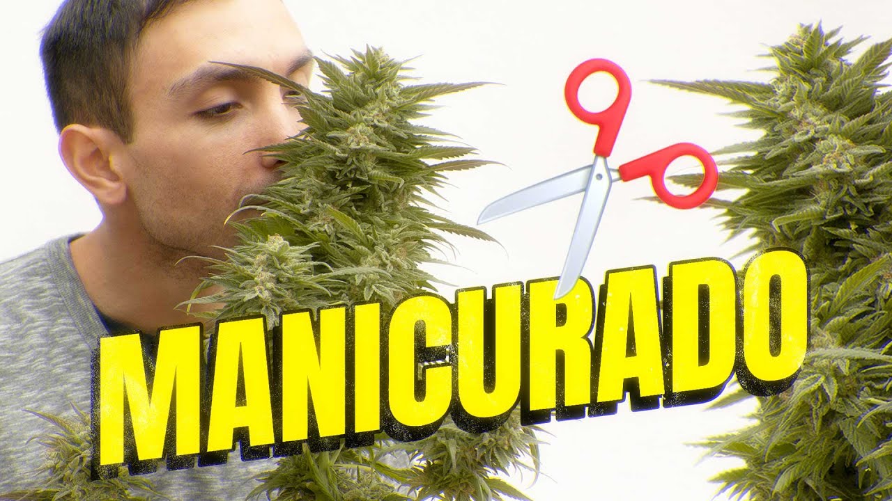 Manicurado y Conservación de Cannabis