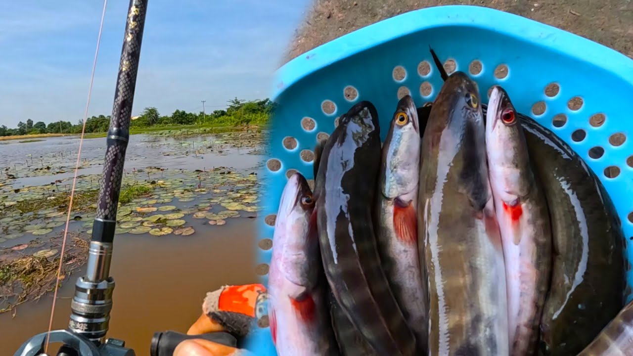 I am fishing in a natural lake and catching a lot of fish - YouTube
