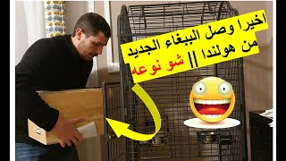 اخيرا وصل الببغاء ?الجديد من هولندا ?|| شو نوعه?