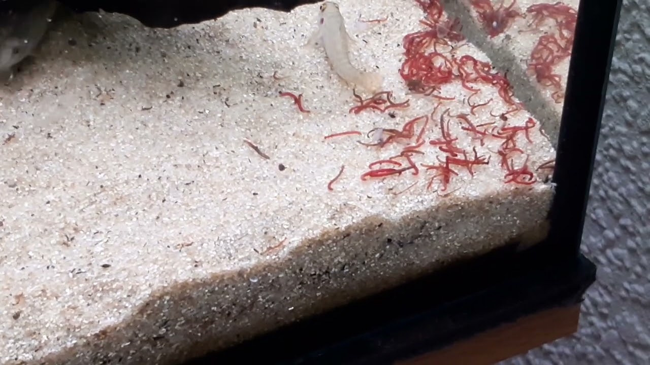 Paracanthocobitis botia - es gibt rote Mülas