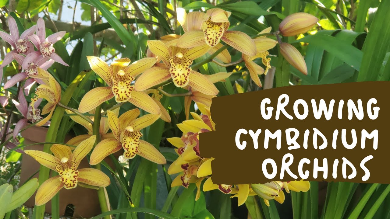 Growing Cymbidium and GramCym orchids in Jamaica YouTube