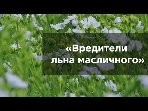 Вредители льна масличного