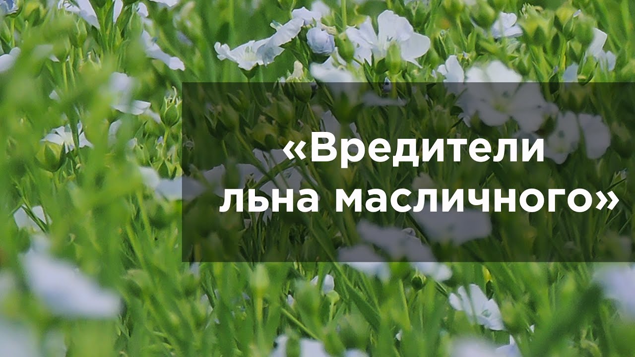 Вредители льна масличного