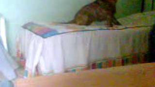Download Lagu lola es una pitbull muy trankila no la cabrees q ami me co MP3 Download Lagu lola es una pitbull muy trankila no la cabrees q ami me co MP3