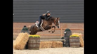 Pony mare, born 2019 FOR SALE AS USA HUNTER