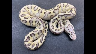 Celebrity Early season Crypton Ball Python clutch! Profile