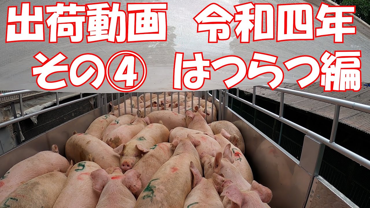 肉豚出荷　令和４年　その④　はつらつ豚出荷　6月24日