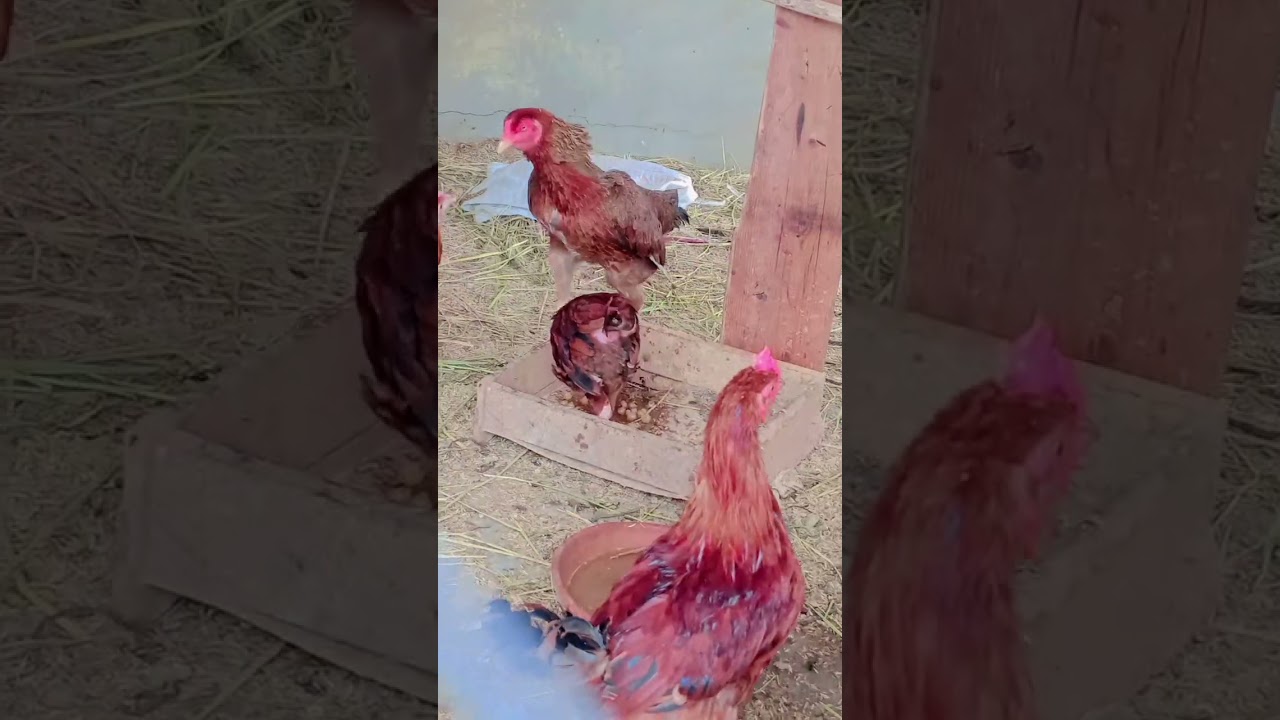 Desi murgi farm at home | chatt per chota sa farm murgion ka 