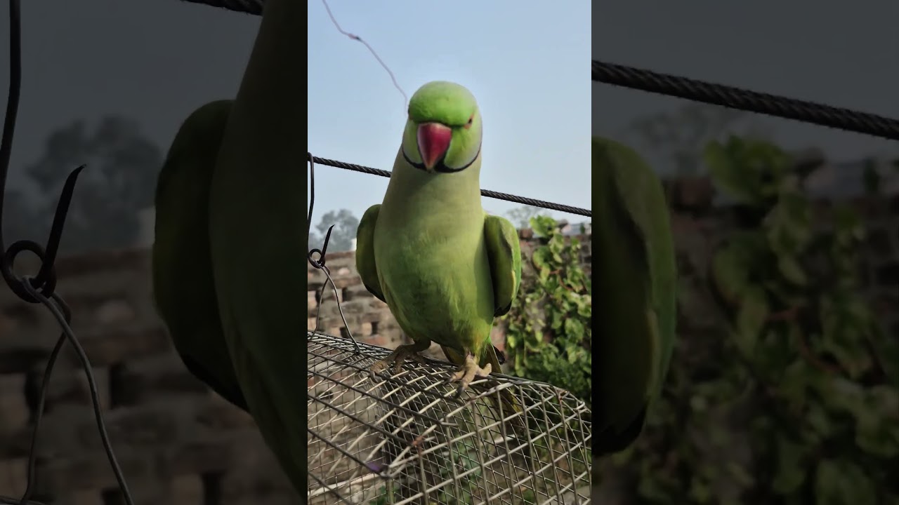 parrot talking new video 🦜🦜