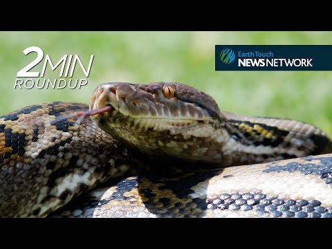 Python’s hyena meal, primate teamwork & a humpback get-together