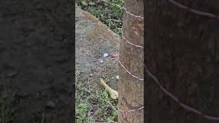 Taiga flycatcher #nature #samsunggalaxys24 #birds #jungleeresort