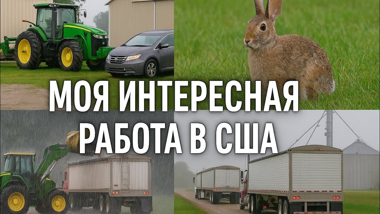 Рабочие приключения в США — заяц, кукуруза и дождь!