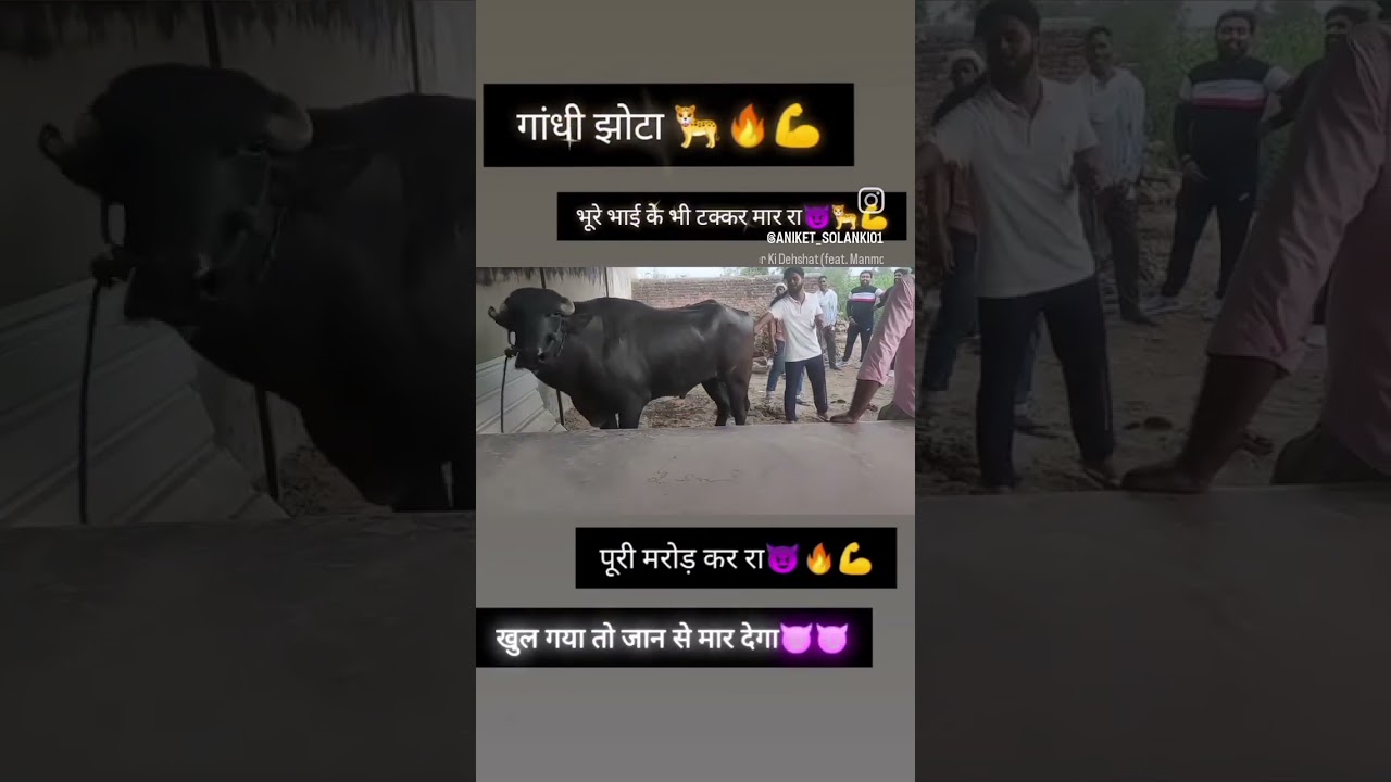 Gandhi jhota race jitne ke bad🔥🔥