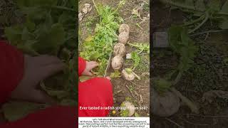 Winter White Hand-Harvesting Daikon Radish