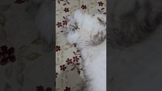 #lila #konusankediler #kedivideoları  #cat #komikkedi #cute #cutecat #funny #kediler #kitten #kedi