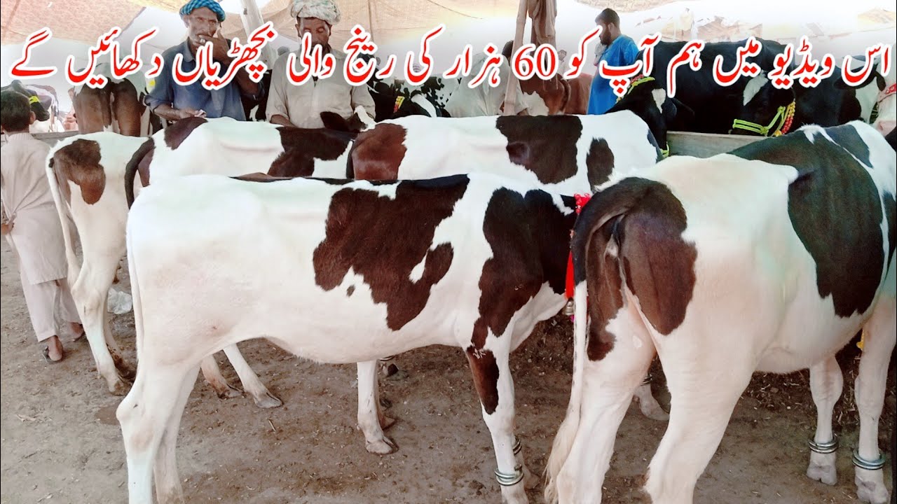 Sahiwal Friesian Cross Calf Price In Doli Shaheed Mandi Punjab Pakistan