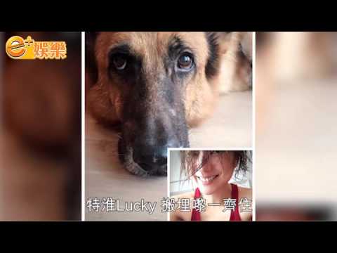 Sammi 御准老公愛犬入宮　安仔拒生B：養狗好過