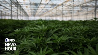 What the federal marijuana policy shift means for cannabis use and research