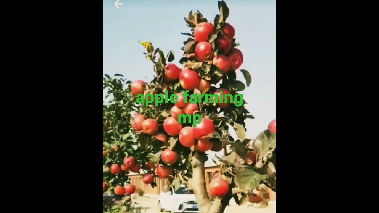 apple farming/hot climate apple tree