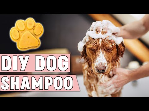 Video: DIY tør shampoo til hunde