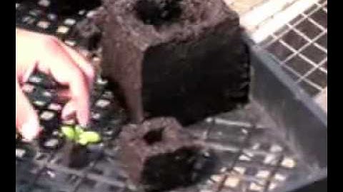 How to Start Your Seed with Soil Block Makers