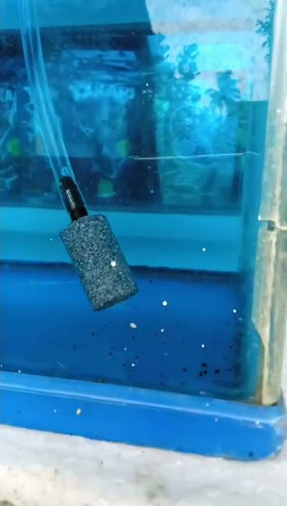 Cara Pasang Aerator ke aquarium  biar air ada oksigennya  🐠 Pompa Oksigen/Air pump
