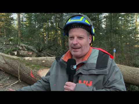 Holzschlag im Forstrevier