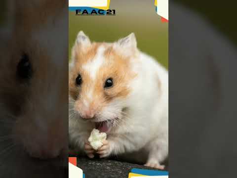 Video: Perawatan Hamster Suriah