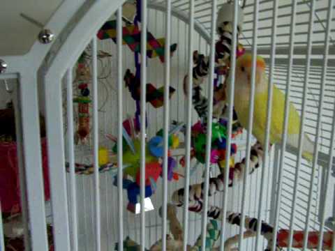 Awesome Cage Set-up for 1 Cockatiel or 2 Lovebirds.