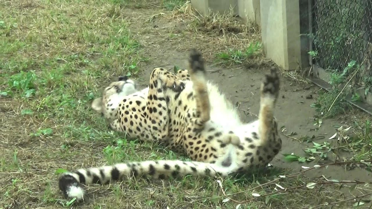 もはや猫😻】チーターさんが可愛い❤ Cute cheetah family #208 【Cute