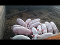 Опасности свиноводства