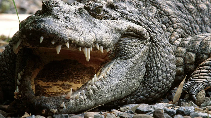 Crocodile - My animal friends - Animal documentaries -Kids educational Videos - DayDayNews