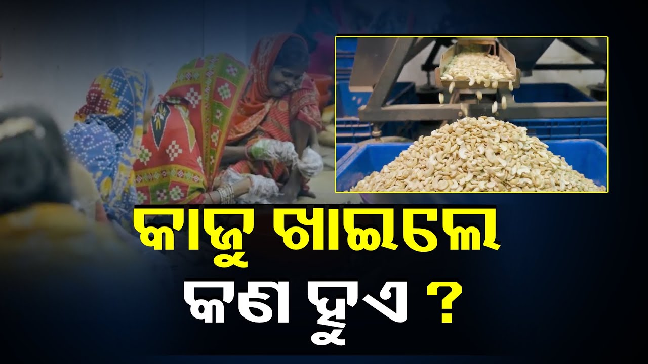 ଓଡିଶା ର ସିଂହ ଭାଗ କାଜୁ ଗଞ୍ଜାମ ରୁ ଆଦାୟ ହୁଏ ତଥାପି ଆମଦାନୀ ହୁଏ ଆଫ୍ରିକା ରୁ || Knews Odisha