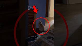If Your Cat Does THIS… Don’t Ignore It 👀🐈 Profile