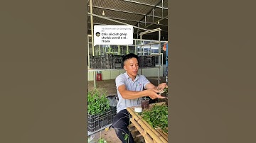 Cách ghép giống Gấc lai cao sản 0856.718.719 #giống_gấc #nôngnghiệp #lượng_gấc